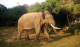 Yala National Park
